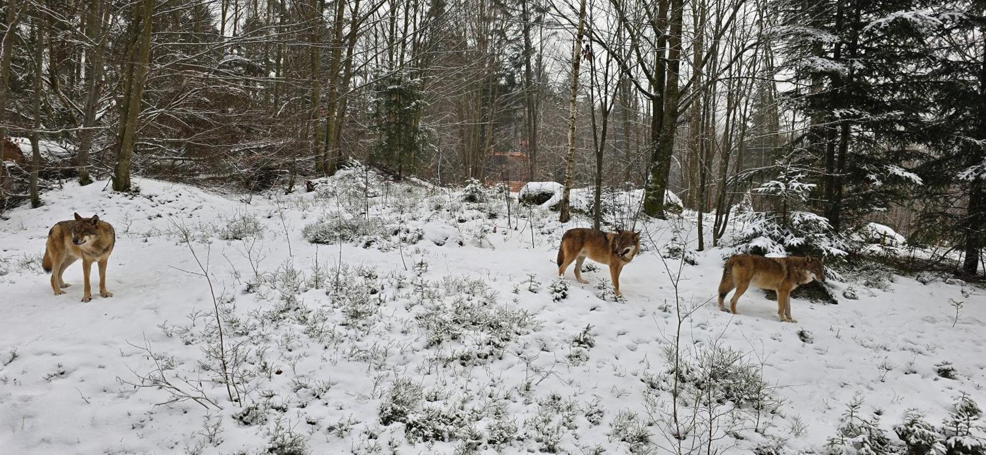 Am Nationalpark Bayerwald